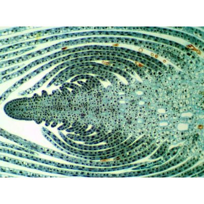15. Delta Optical BioStage II microscope