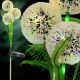 3. SOLAR LAMP DANDELION 48 LED 78CM