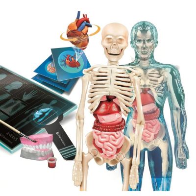 4. Clementoni Set - Super Anatomy