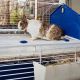 14. FERPLAST Barn 80 - cage for guinea pigs and rabbits