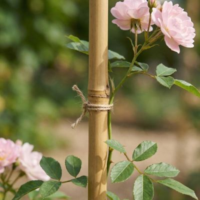 3. PROGARDEN BAMBOO PLANT SUPPORT 60 CM 10 PCS