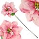 2. Poinsettia 30 cm, pink