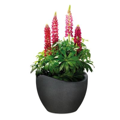 2. Scheurich 4033083250525 Outdoor Planter Potted Planter Freestanding Plastic Black