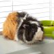 6. CASITA 80 (x1) - cage for guinea pigs and rabbits