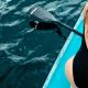 23. VIRTUFIT SUP SURFER 305 BOARD WITH SAIL AND ACCESSORIES BLACK