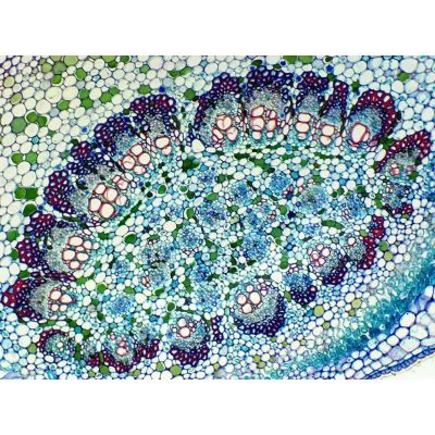 8. Delta Optical BioStage II microscope