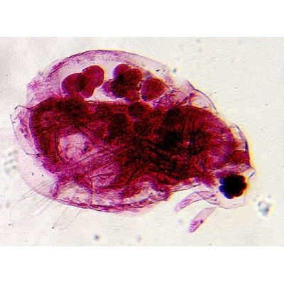 10. Delta Optical BioLight 300 microscope