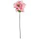 3. Poinsettia 30 cm, pink