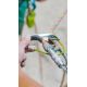5. Edelrid JUL 2 Steel