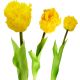 4. YELLOW TULIP 38CM LIFE-LIKE SPRING DECORATION
