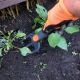20. GARDEN FORK