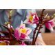 15. LEGO Botanicals 11510 - Magnolia Branches