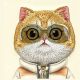 10. Nimmy Cool&Cute 2.0 Cat Case for iPhone 15 Pro - Green