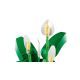 20. LEGO Botanical 11504 Spathiphyllum in a Pot