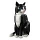 5. LEGO Ideas 21349 Black-and-White Cat