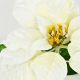 5. Poinsettia 30 cm, white