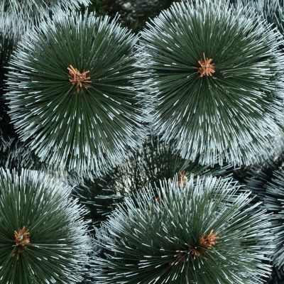 12. Klara Snow-Covered Monofilament Christmas Tree 200 cm