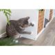 4. Catnip ball with handle, for cats, 5 cm, for sticking
