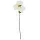 3. Poinsettia 30 cm, white