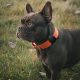 5. Wozinsky WEA-01 Apple AirTag Silicone Case for Dog or Cat Collar - Black