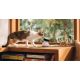 3. Petlibro Scout Smart Camera Dome IP Security Camera Indoor 1920 x 1080 px Ceiling/Wall/Desk