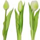 15. BOUQUET OF 7 WHITE TULIPS 31 CM LIFE-LIKE SPRING DECORATION