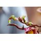 13. LEGO Botanicals 11510 - Magnolia Branches