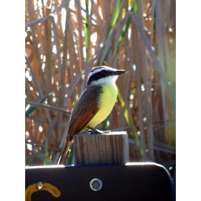 12. Celestron Regal M2 65ED Scope 48x BaK-4 Black, Green