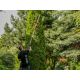 13. YT Pole Hedge Trimmer 600W 51cm