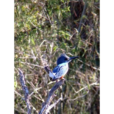 14. Celestron Regal M2 65ED Scope 48x BaK-4 Black, Green