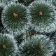 18. Klara Snow-Covered Monofilament Christmas Tree 200 cm