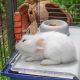 10. FERPLAST Rabbit 120 - rabbit cage