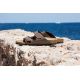 14. Birkenstock Arizona Bs M 0151181 slippers