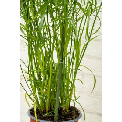 12. KINZO PLANT SUPPORT POLE 6 PCS 50-80 CM