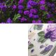 10. Ringke Fusion Design Armored Case Cover with Gel Frame for iPhone 14 Plus transparent (Purple rose) (FD637E29)