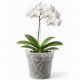 4. PLANTI POT TRANSPARENT 16CM