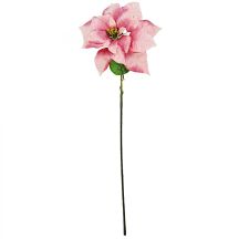 Poinsettia 30 cm, pink