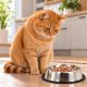 5. Stainless Steel Bowl for Dogs and Cats, 20 cm