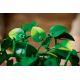15. LEGO Botanical Collection 11512 - Hanging Golden Epipremnum