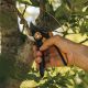 2. Fiskars Plus SmartFit P541 Bypass Garden Shears Black, Orange