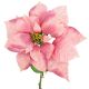 4. Poinsettia 30 cm, pink