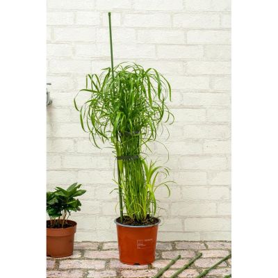 11. KINZO PLANT SUPPORT POLE 6 PCS 50-80 CM