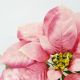 5. Poinsettia 30 cm, pink