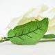 6. Poinsettia 30 cm, white