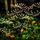 6. SOLAR LAMP DANDELION TREE FIREWORKS 72CM 60 LED