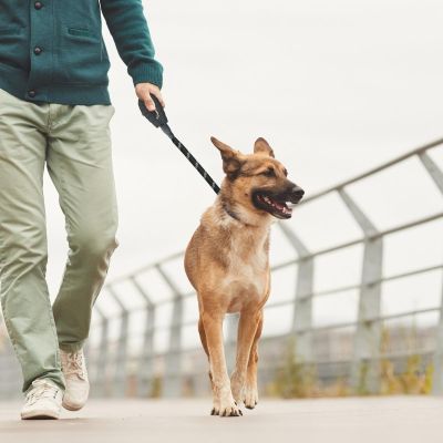 10. DOG LEASH 150x1.2CM WITH CONTAINER