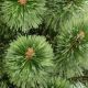 4. CHRISTMAS TREE LINE KLARA SPLIT 70CM
