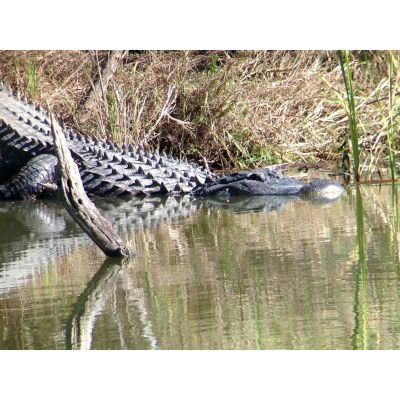 9. Celestron Regal M2 65ED Scope 48x BaK-4 Black, Green