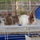 13. FERPLAST Barn 80 - cage for guinea pigs and rabbits