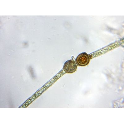 10. Delta Optical BioLight 100 microscope (blue)